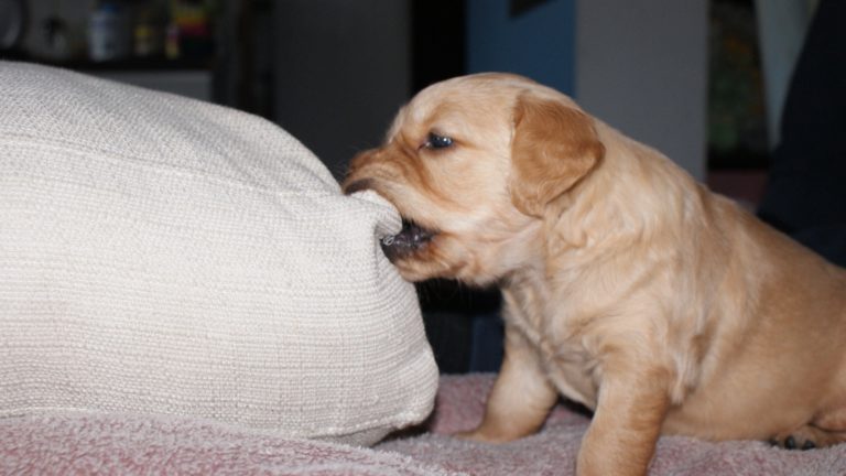 Golden Retriever – czy to dobry pies dla mojej rodziny?
