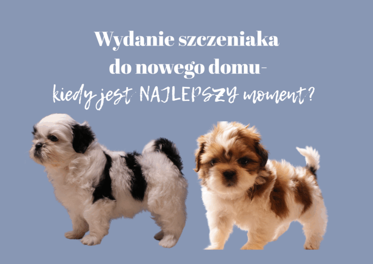 Wydanie szczeniaka do nowego domu – kiedy jest NAJLEPSZY moment?